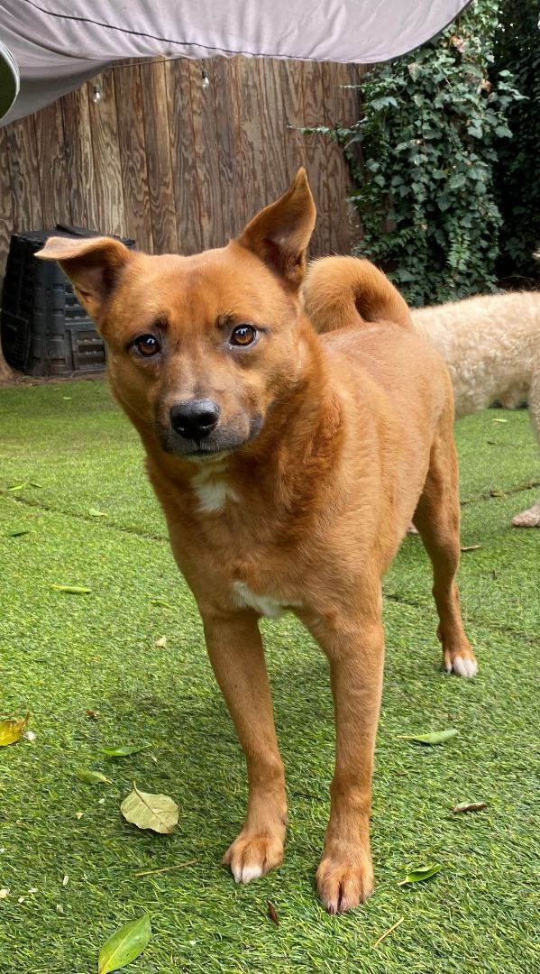 Chow red heeler store mix