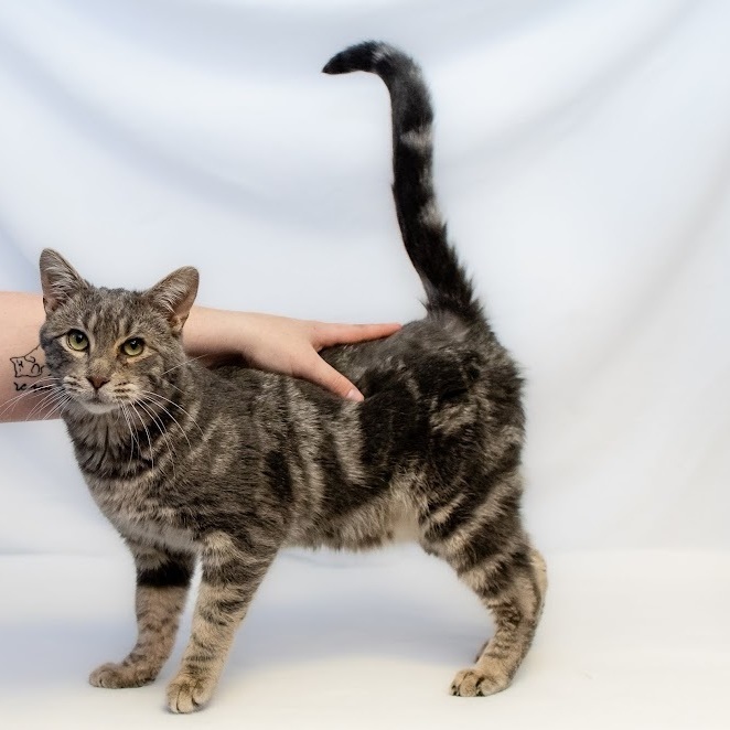 Kenickie, an adoptable Domestic Short Hair Mix in Springfield, MO_image-3