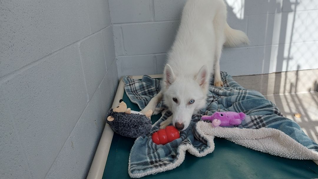 Juneau, an adoptable Husky in Delta, BC, V4G 1C1 | Photo Image 1