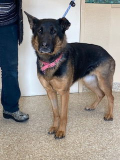 Koda, an adoptable German Shepherd Dog in Polson, MT, 59860 | Photo Image 2