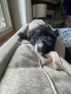 Noah (12 lbs)
