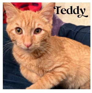 Teddy