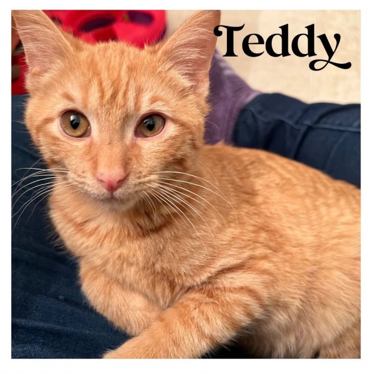Teddy, an adopted Domestic Short Hair & Tabby Mix in Omaha, NE_image-1