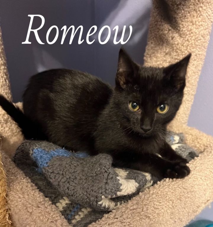 Romeow, an adoptable Domestic Short Hair Mix in Omaha, NE_image-1