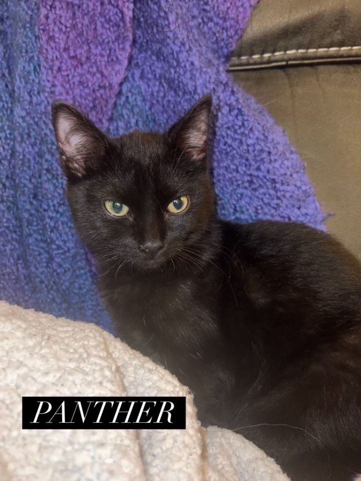 Panther, an adoptable Domestic Short Hair Mix in Omaha, NE_image-1