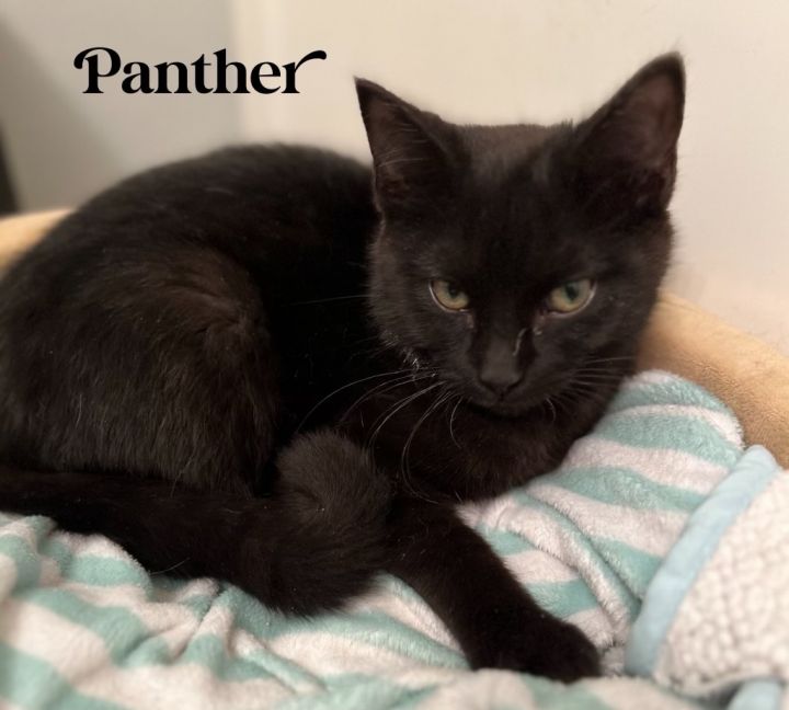 Panther, an adoptable Domestic Short Hair Mix in Omaha, NE_image-3