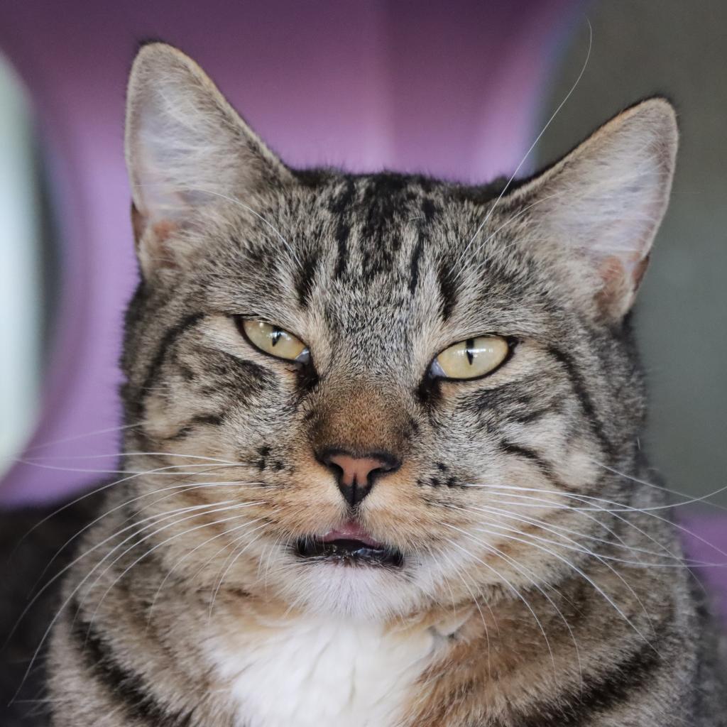 Chopper, an adoptable Domestic Short Hair in Tucson, AZ, 85711 | Photo Image 1