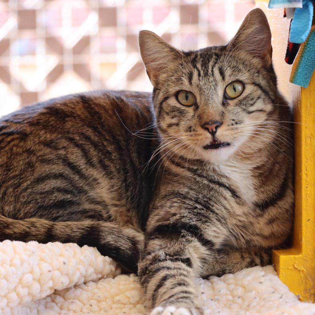 Chopper, an adoptable Domestic Short Hair in Tucson, AZ, 85711 | Photo Image 2