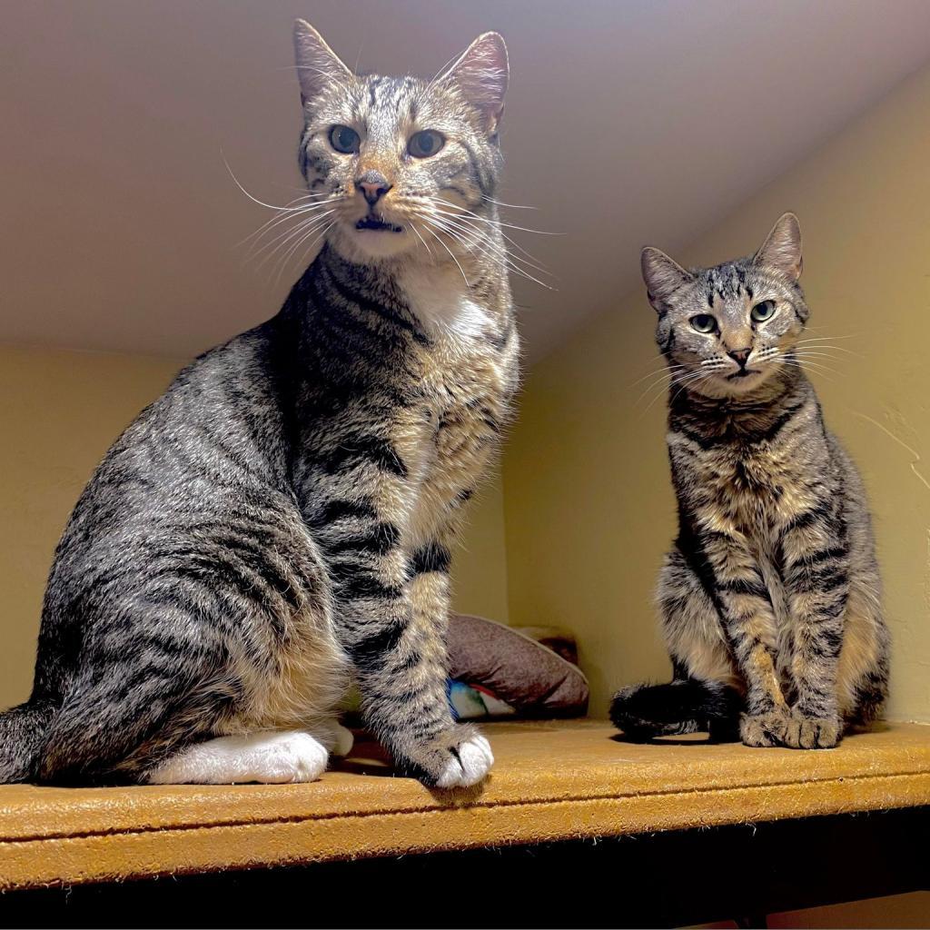 Chopper, an adoptable Domestic Short Hair in Tucson, AZ, 85711 | Photo Image 3