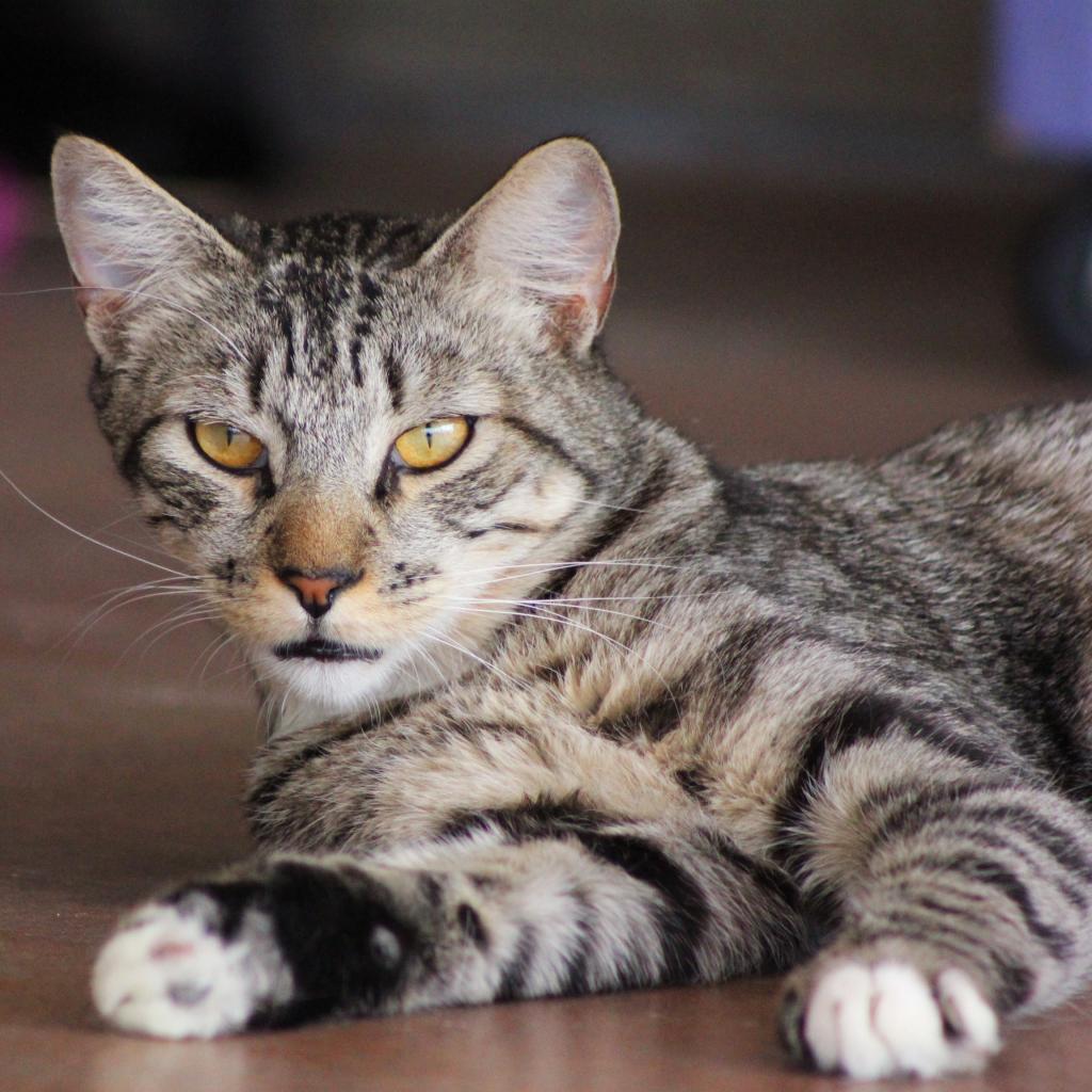 Chopper, an adoptable Domestic Short Hair in Tucson, AZ, 85711 | Photo Image 4