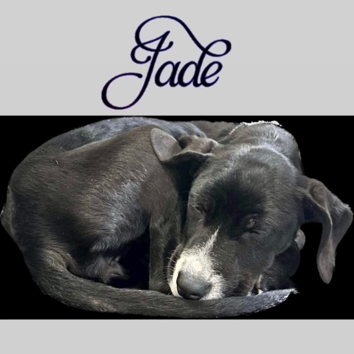 Jade, an adoptable Labrador Retriever Mix in Rochester, NY_image-3
