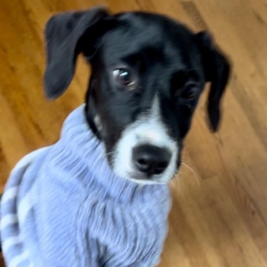Jade, an adoptable Labrador Retriever Mix in Rochester, NY_image-1