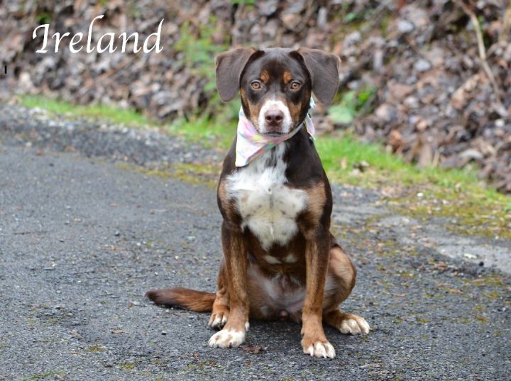 Ireland, an adopted Pointer Mix in Sevierville, TN_image-3