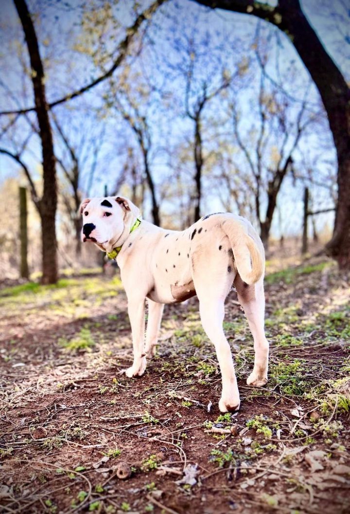 Ladybug, an adopted American Staffordshire Terrier Mix in Newcastle, OK_image-1
