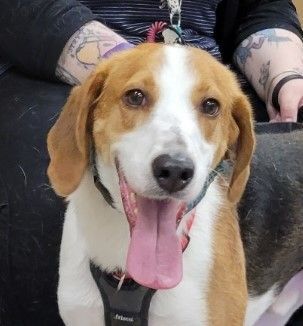 Dudley, an adoptable American Foxhound & Treeing Walker Coonhound Mix in Rochester, NY_image-1
