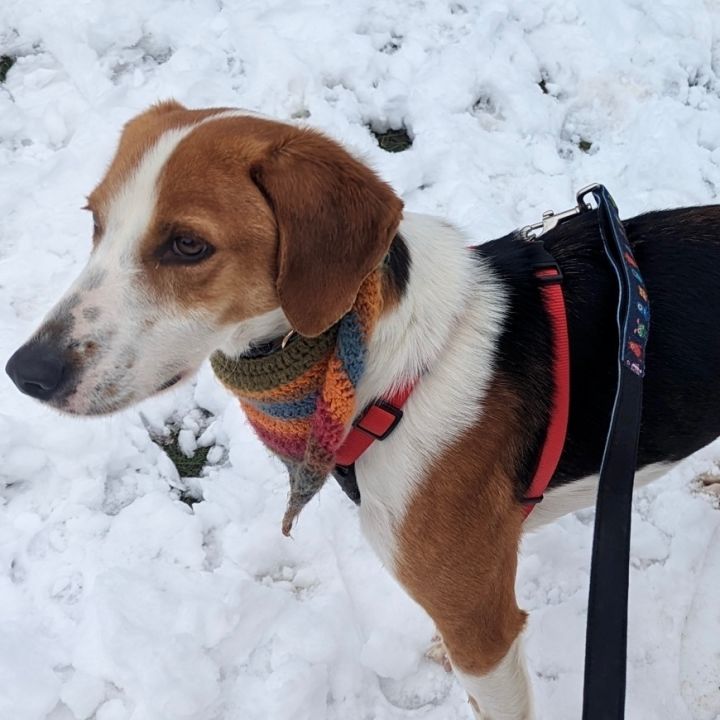Dudley, an adoptable American Foxhound & Treeing Walker Coonhound Mix in Rochester, NY_image-6