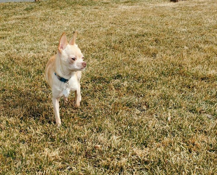Baby, an adopted Chihuahua in Boise, ID_image-1