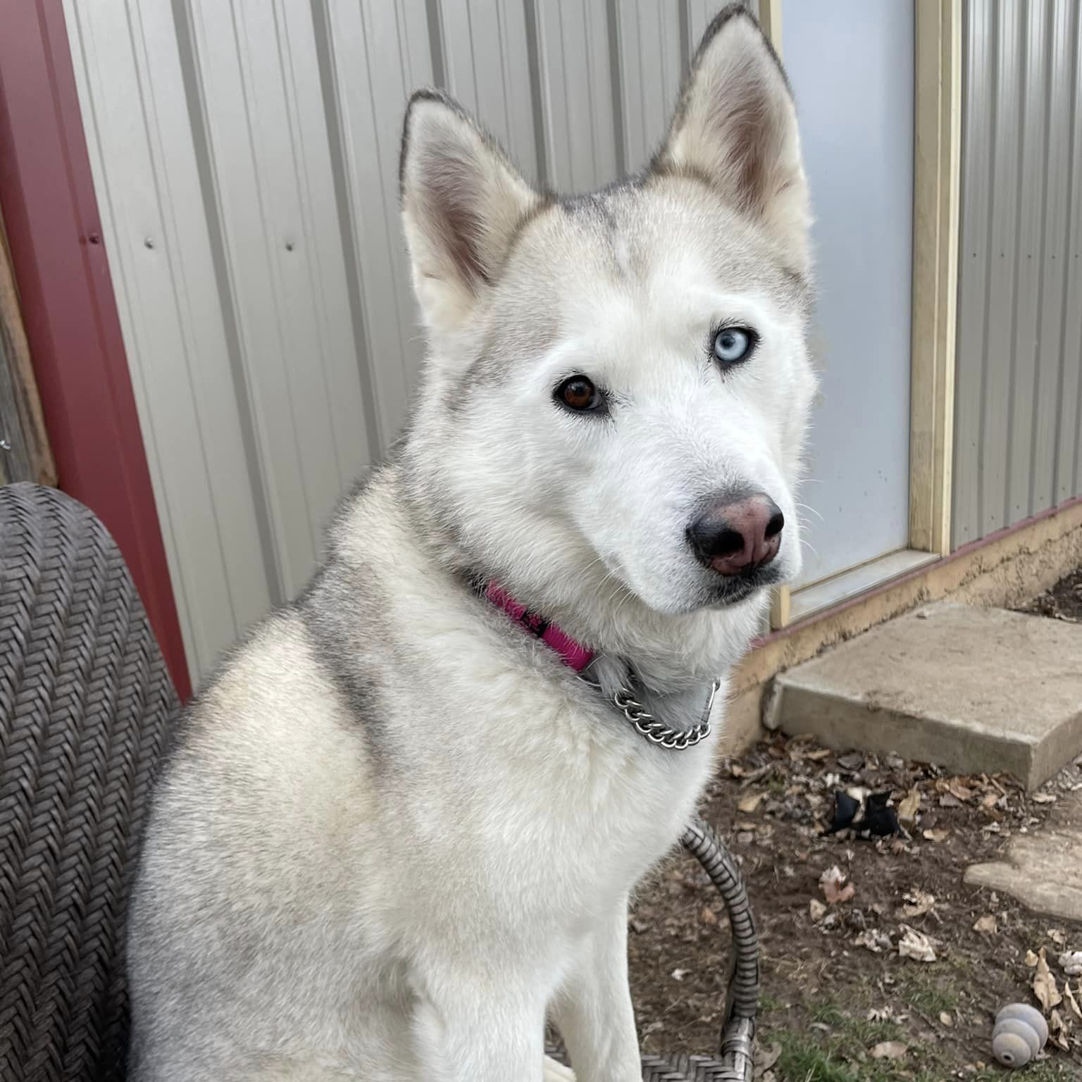 Astra, an adoptable Husky in Jefferson City, MO, 65110 | Photo Image 2