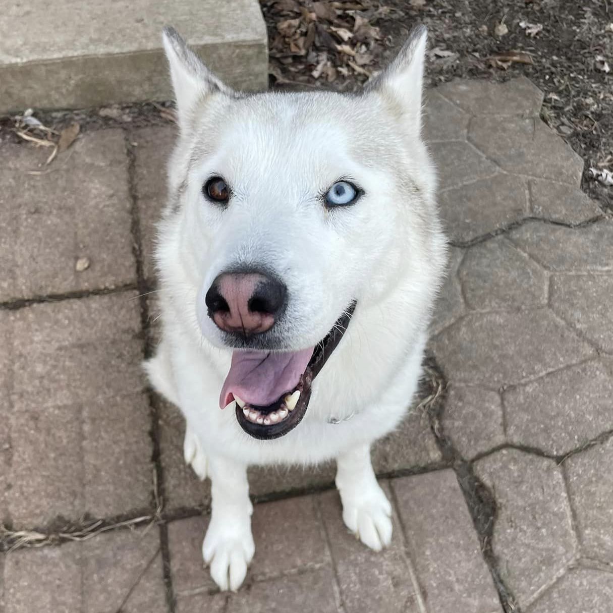 Astra, an adoptable Husky in Jefferson City, MO, 65110 | Photo Image 3