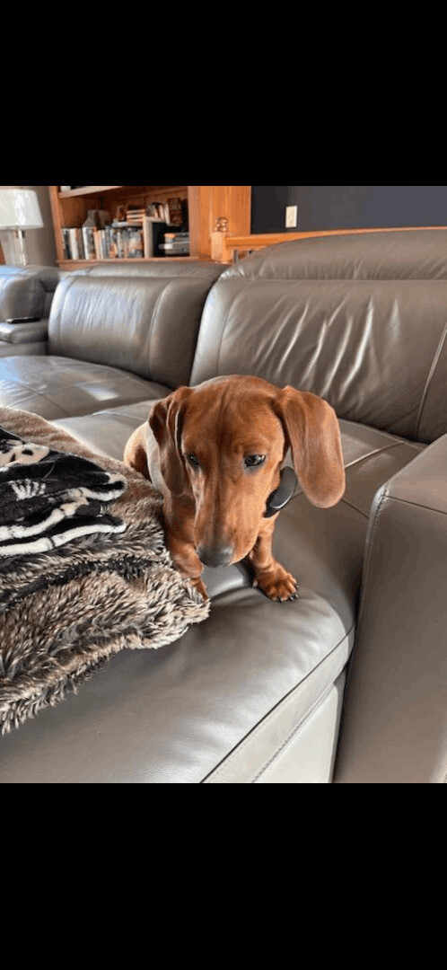 Dachshund petfinder 2024