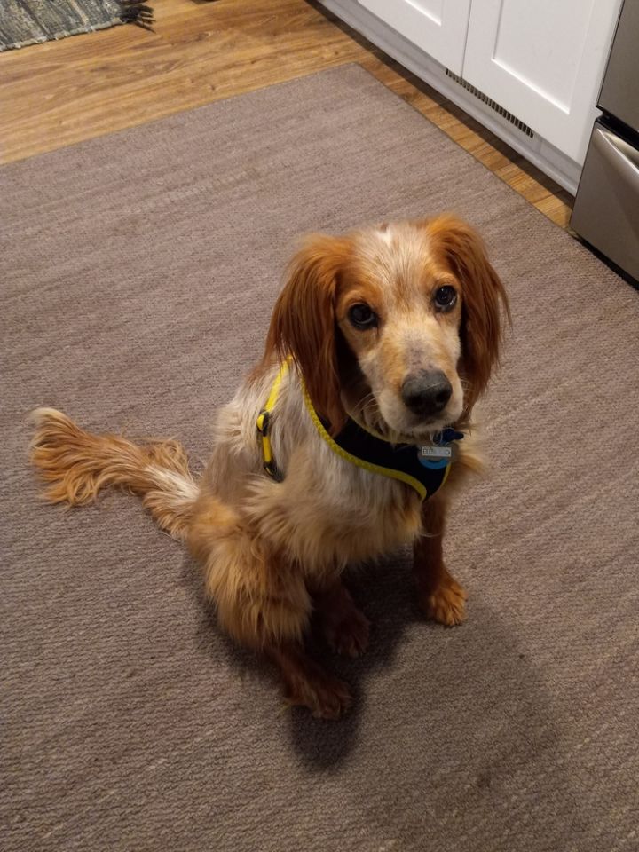 are english setters quiet indoors