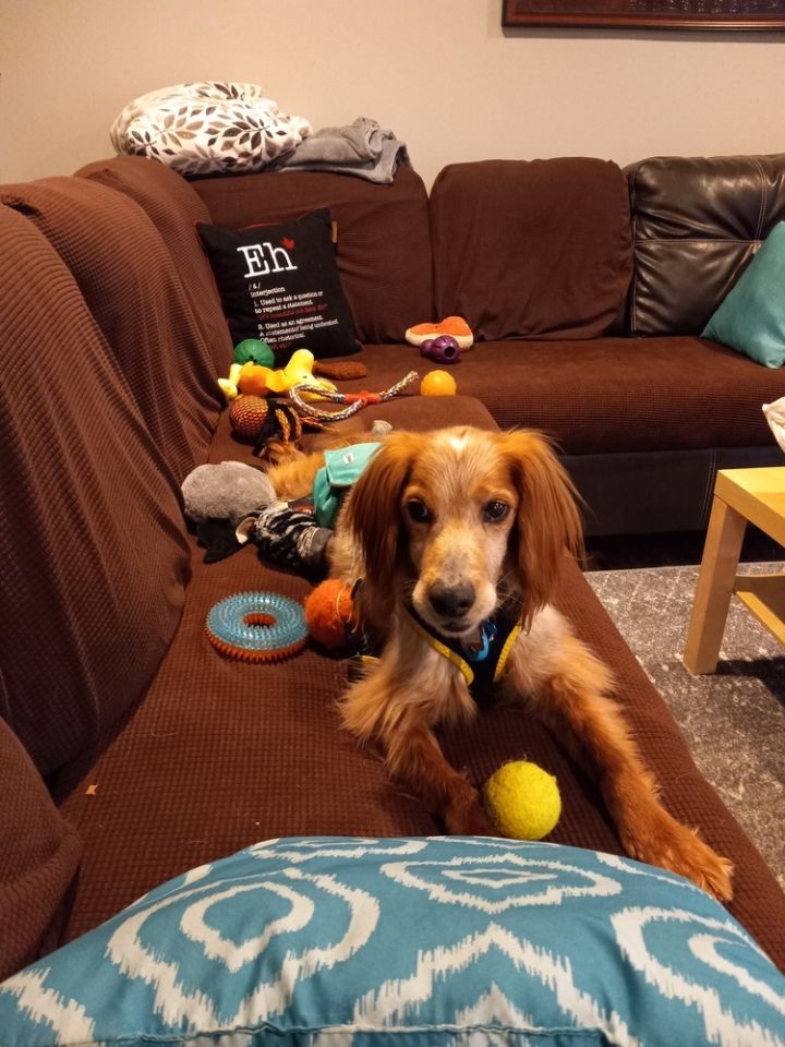 are english setters quiet indoors