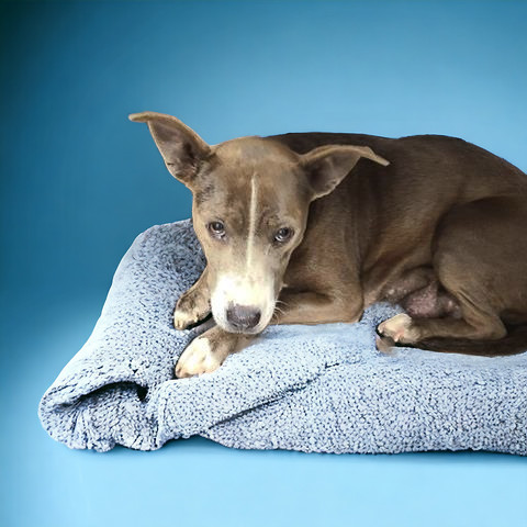 MOLLY, an adoptable Pit Bull Terrier, Mixed Breed in Tucson, AZ, 85745 | Photo Image 1