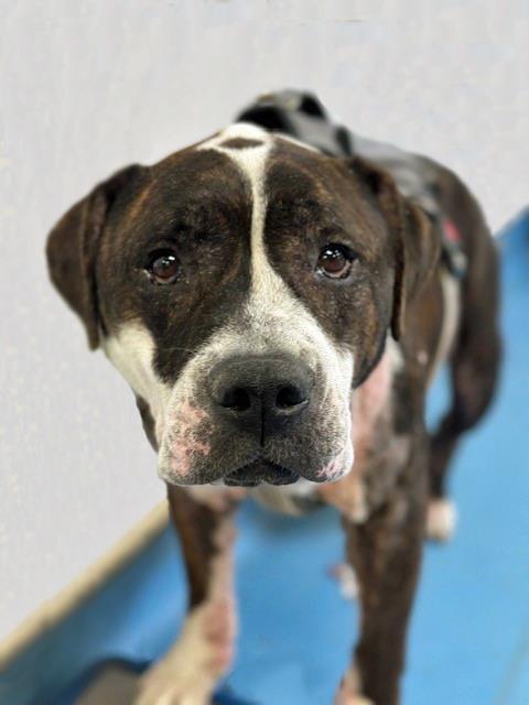 CAESAR*, an adoptable American Staffordshire Terrier in Tucson, AZ, 85745 | Photo Image 1