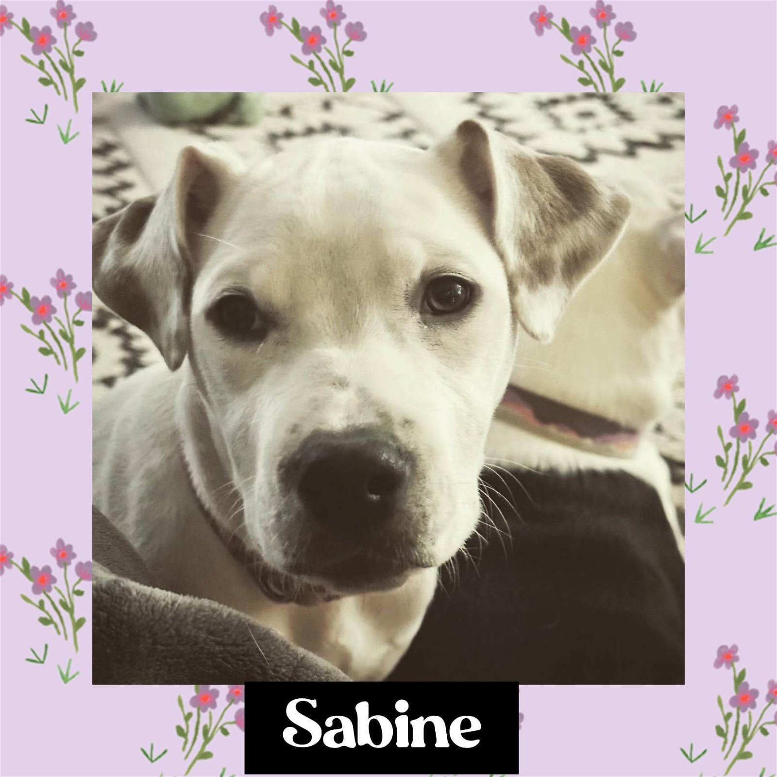 Sabine, an adoptable Pit Bull Terrier, American Staffordshire Terrier in Littleton, CO, 80130 | Photo Image 1