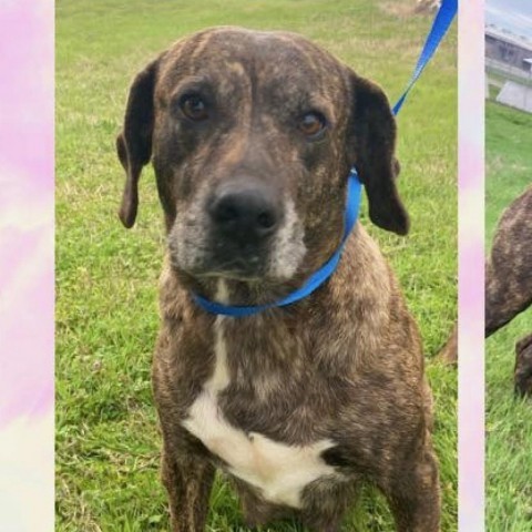 Dog for adoption - Ariel, a Plott Hound Mix in Hackett, AR | Petfinder