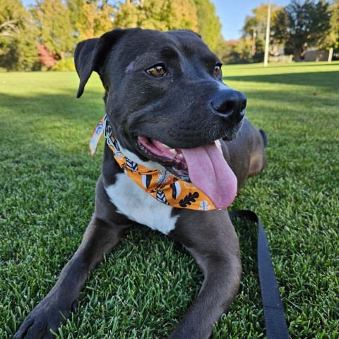 Mushoo, an adoptable Pit Bull Terrier in Benton City, WA, 99320 | Photo Image 1