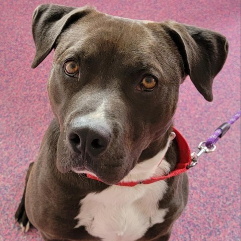 Mushoo, an adoptable Pit Bull Terrier in Benton City, WA, 99320 | Photo Image 2