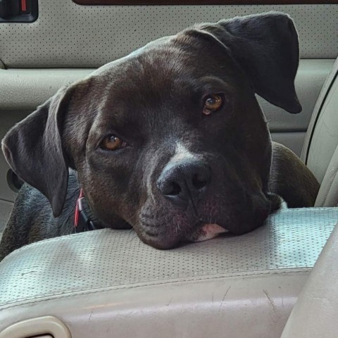 Mushoo, an adoptable Pit Bull Terrier in Benton City, WA, 99320 | Photo Image 4