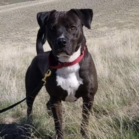 Mushoo, an adoptable Pit Bull Terrier in Benton City, WA, 99320 | Photo Image 5