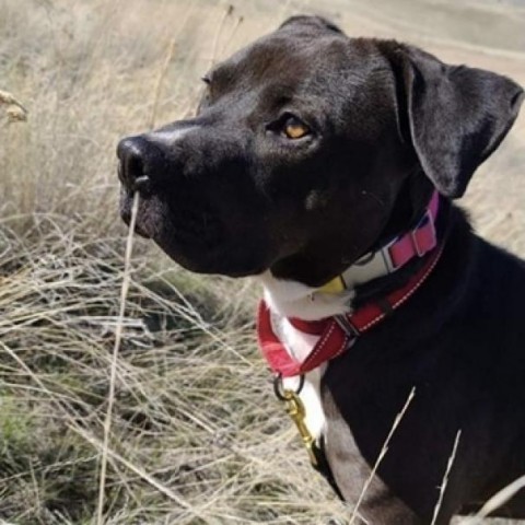 Mushoo, an adoptable Pit Bull Terrier in Benton City, WA, 99320 | Photo Image 6