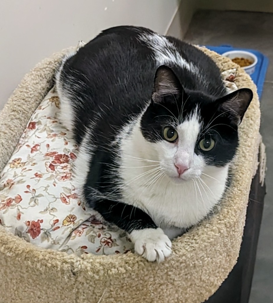 Jesse, an adoptable Domestic Short Hair in Liverpool, NY, 13088 | Photo Image 1