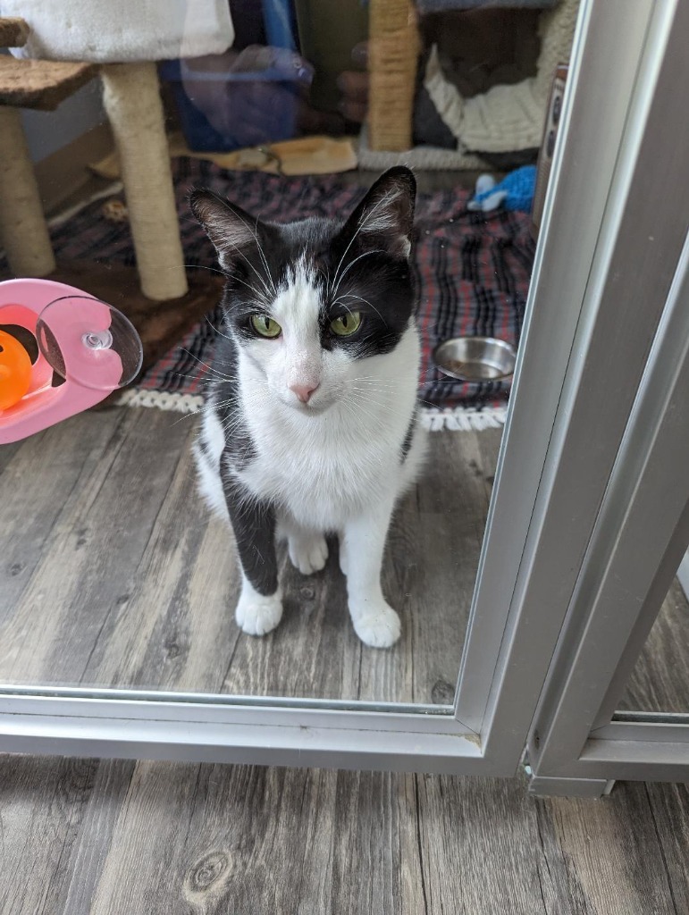 Jesse, an adoptable Domestic Short Hair in Liverpool, NY, 13088 | Photo Image 4