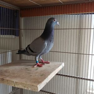 Fenwick is a young rescued racing pigeon who had a rough start in life He had been raised with the