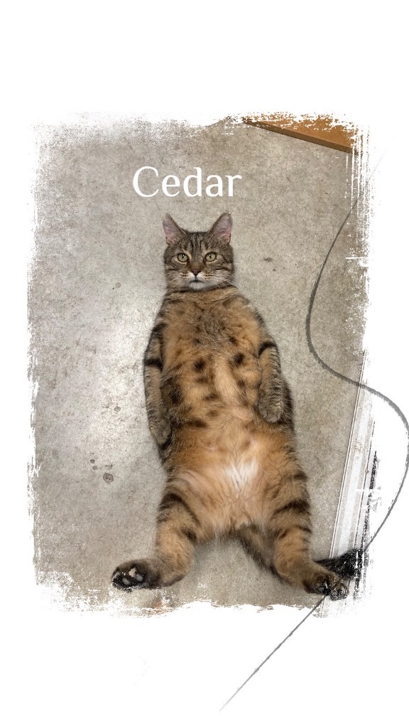 Cedar 3