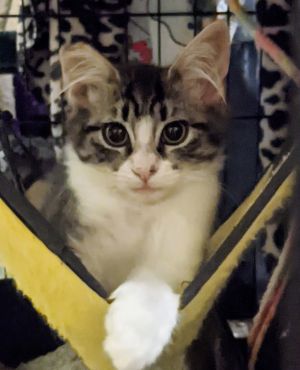 Rockette, Paper, Scissors Bonded Triplets, Young Female unknown