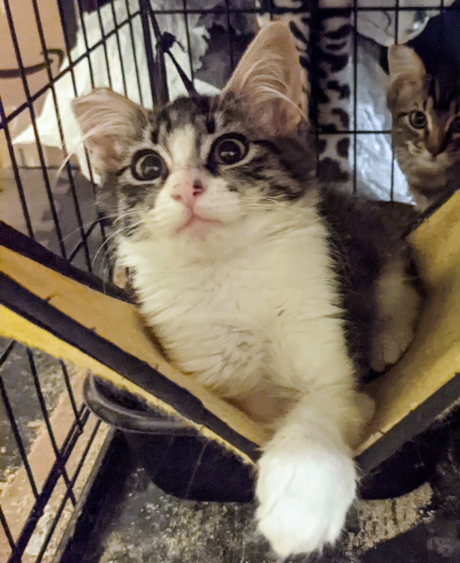 Rockette, Paper, Scissors Bonded Triplets