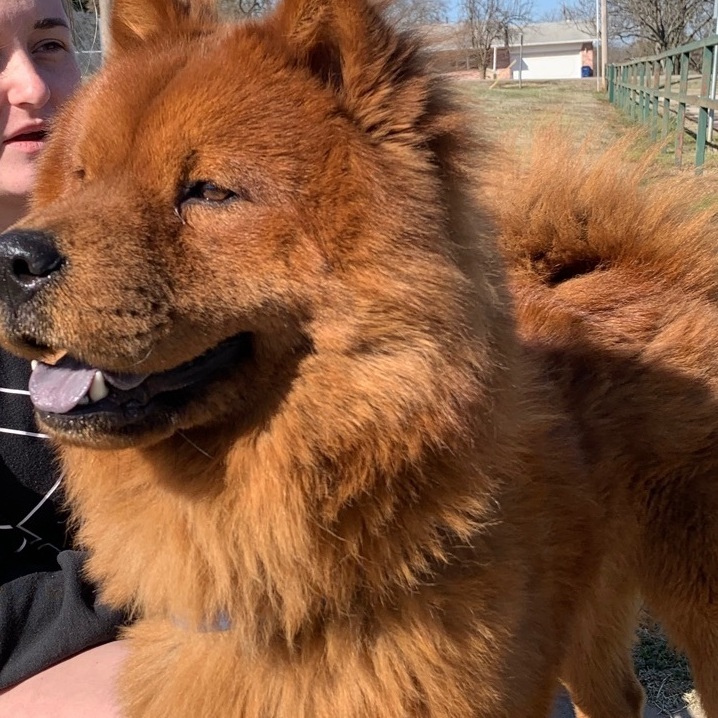 Simba, an adoptable Chow Chow in Chatham, NJ_image-2