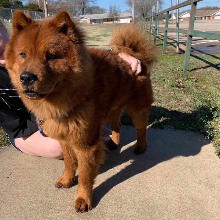 Simba, an adoptable Chow Chow in Chatham, NJ_image-4