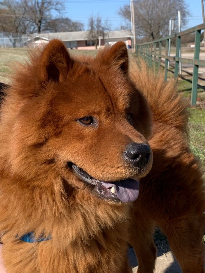 Simba, an adoptable Chow Chow in Chatham, NJ_image-5