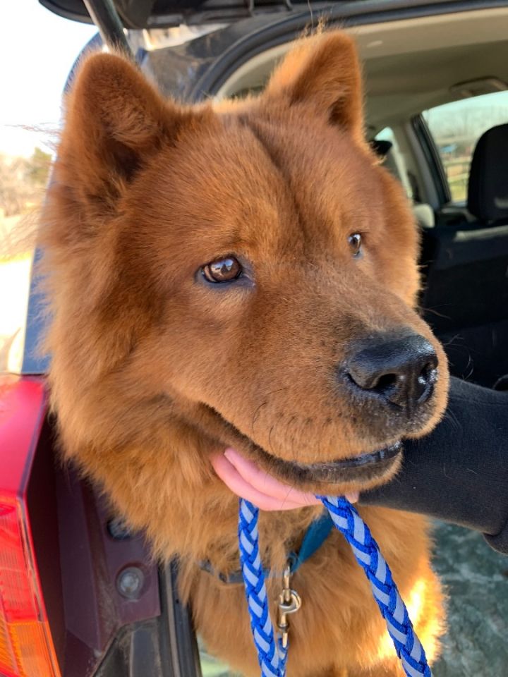 Simba, an adoptable Chow Chow in Chatham, NJ_image-1