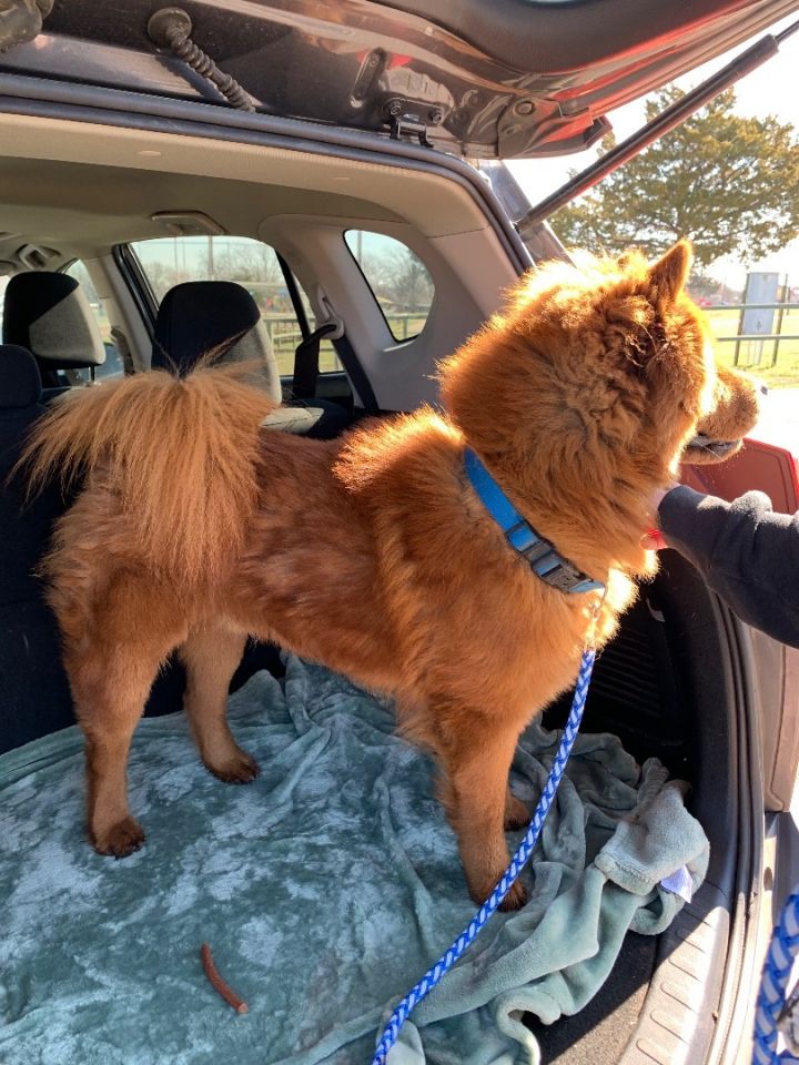 Simba, an adoptable Chow Chow in Chatham, NJ_image-6