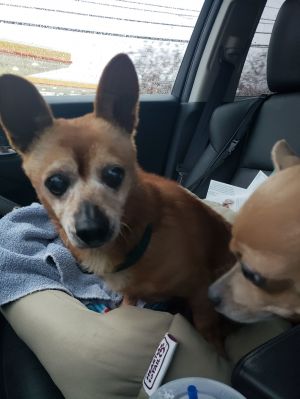 Chikis is a 13-year-old Chiweenie with a heart as golden as his years Chikis has been patiently wai