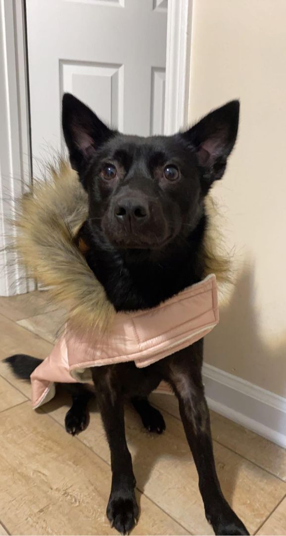 Petfinder schipperke store