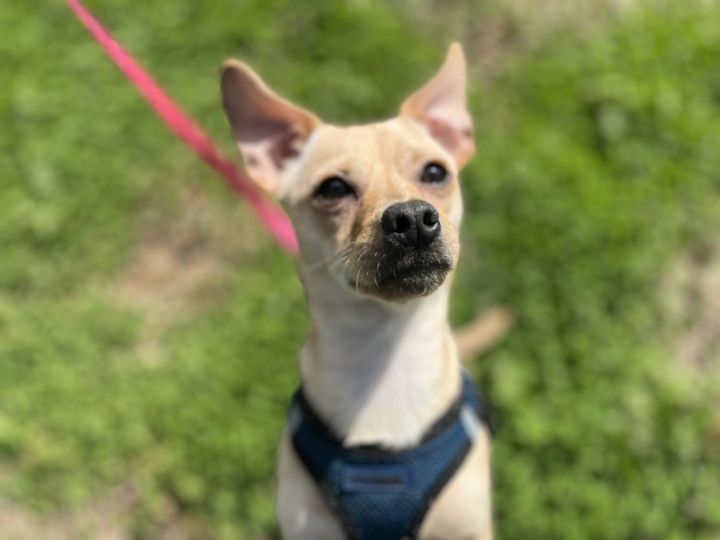 Tonka, an adoptable Dachshund & Chihuahua Mix in Cedartown, GA_image-1
