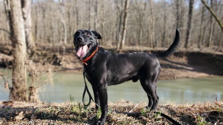 Flash, an adoptable Labrador Retriever Mix in Woodsfield, OH_image-1